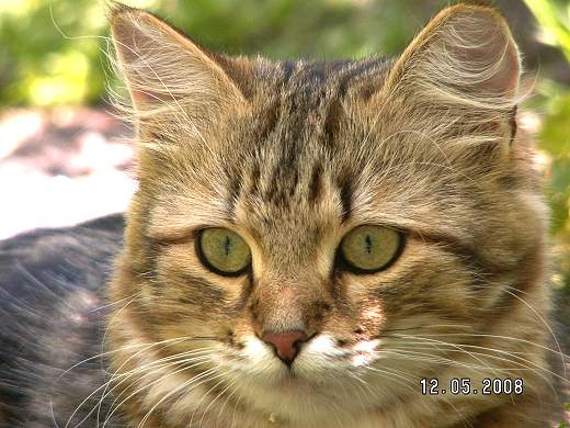 Sibirische Katze Spirit of New Heaven&acute;s Catjuscha